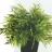Triton Ультра 100x100 В душевая кабина